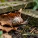 Escargot terrestre réfugié sous des feuilles mortes et une planche de bois dans un jardin ombragé de fin d’été.